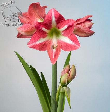 Hippeastrum üveg mesterkurzus