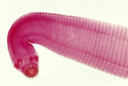 Worms fogyókúra jellemzői és azok hatásmechanizmusa a személy (személyek) Worms fogyókúra jellemzői és azok hatásmechanizmusát az emberi