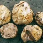 Gomba szarvasgomba leírás ízletes és egészséges gomba (gomba) Gomba szarvasgomba leírás ízletes és egészséges gomba