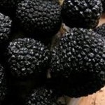 Gomba szarvasgomba leírás ízletes és egészséges gomba (gomba) Gomba szarvasgomba leírás ízletes és egészséges gomba