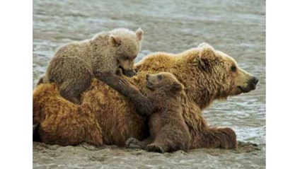Grizzly kép grizzly (fő) Grizzly kép grizzly