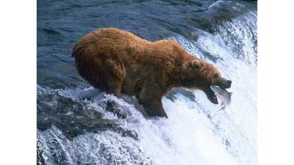 Grizzly kép grizzly medve (grizzly) Grizzly kép grizzly