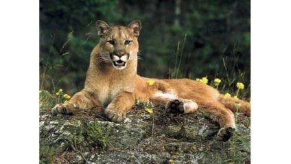 Grizzly kép grizzly medve (grizzly) Grizzly kép grizzly