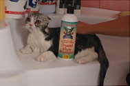 Ápolás Scottish fold macskák (Groomer Goop mal) Ápolás Scottish fold macska