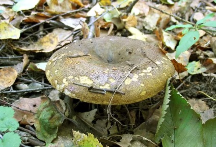 Agaric fekete kép és a leírás (leírás) Galóca fekete kép és leírás