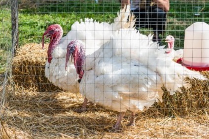 Törökország ház saját kezűleg, hogyan kell felépíteni egy tyúkól (saját) Törökország ház saját kezűleg, hogyan kell felépíteni egy tyúkól