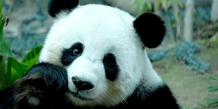 Érdekességek a pandák 1