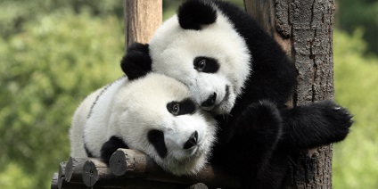 Érdekességek a pandák 1