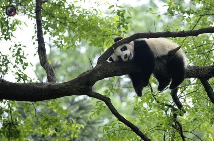 Érdekességek a pandák