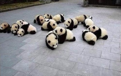 Érdekességek a pandák és a panda fotók egy bejegyzést
