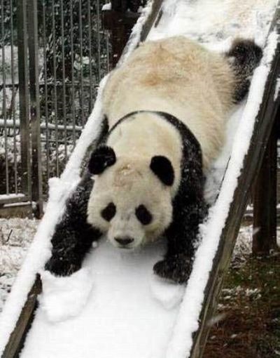 Érdekességek a pandák és a panda fotók egy bejegyzést