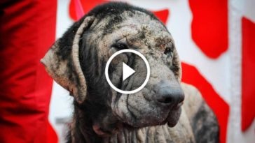 Az üdvtörténet szomorú kutya Merlin (történet) Az üdvtörténet szomorú kutya Merlin