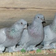 Így madár etetők galambok saját kezűleg
