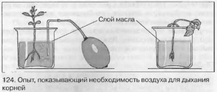 Hogyan kell bizonyítania, hogy a növények lélegezni meghatározására szolgáló módszerek