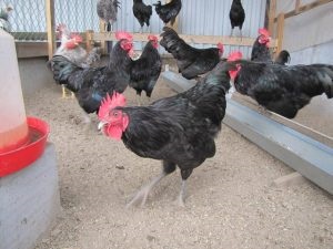 Mik a csirke fajtája és hogyan kell kiválasztani a megfelelő