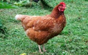 Mik a csirke fajtája és hogyan kell kiválasztani a megfelelő