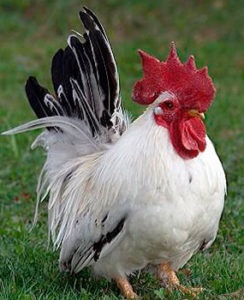 Amely fajták a csirkék a legnépszerűbb hazánkban az otthoni