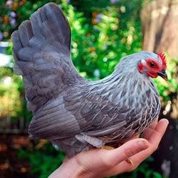 Amely fajták a csirkék a legnépszerűbb hazánkban az otthoni
