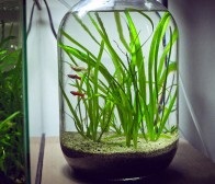 Milyen akváriumi halak tarthatók egy üvegedénybe