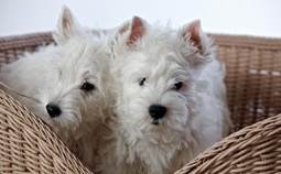 Hogyan kell etetni a kutyát West Highland White Terrier, etetés kiskutyák west highland white terrier, west király