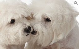 Hogyan kell etetni a kutyát West Highland White Terrier, etetés kiskutyák west highland white terrier, west király