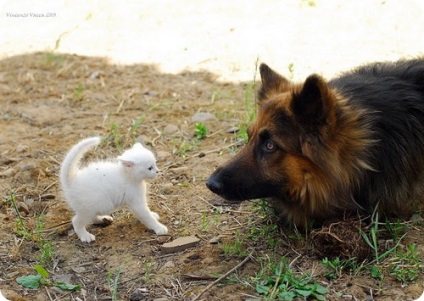 Cat-and-dog