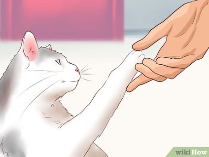 Hogyan, hogy kapcsolatba egy macska