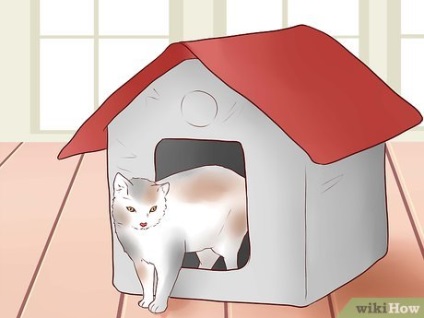 Hogyan, hogy kapcsolatba egy macska