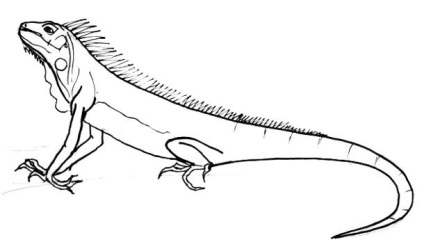 Hogyan kell felhívni egy leguán (Iguana színezés) Hogyan rajzoljunk egy leguán