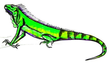 Hogyan kell felhívni egy leguán (Iguana kép) Hogyan rajzoljunk egy leguán