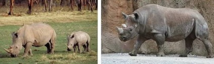 Hogyan kell felhívni egy orrszarvú (orrszarvú) Hogyan kell felhívni a Rhino