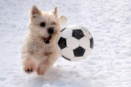 Hogyan kell tanítani a kutyát, hogy fociznak