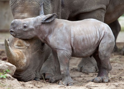 Як називається дитинча носорога