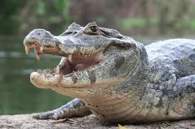 Hogyan lehet megkülönböztetni krokodil bőr, vagy a különbség Burenkov krokodillitsey és a legjobb az Thaiföldön!