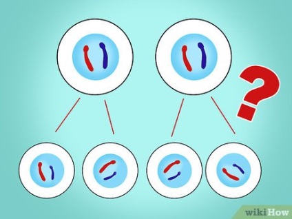Hogyan lehet megkülönböztetni a meiózis honnan mitózis