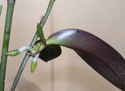 Hogyan transzplantáció Babe orchideák az anyanövényről