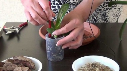 Hogyan transzplantáció Babe orchideák az anyanövényről