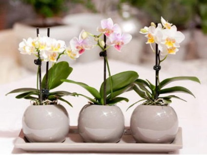 Hogyan transzplantáció Babe orchideák az anyanövényről