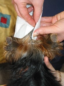 Hogyan csalnak hajcsavaró és amire szükségük van, Yorkshire terrier