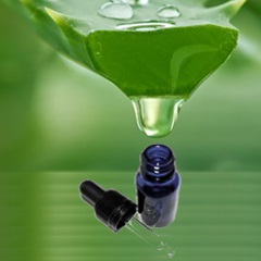 Hogyan készítsünk orrcsepp aloe otthon (drop) Hogyan készítsünk orrcsepp aloe otthon