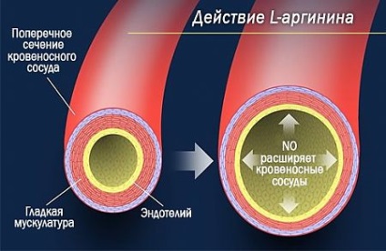 Hogyan kell szedni az arginin - hány, milyen hosszú a dózis (take) Hogyan kell szedni az arginin - hány, mennyi ideig, az adagolás