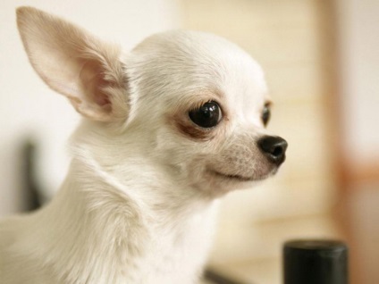 Milyen az ivarzás, és mik a jellemzői a párzás kutyák Chihuahua