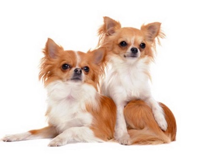 Milyen az ivarzás, és mik a jellemzői a párzás kutyák Chihuahua