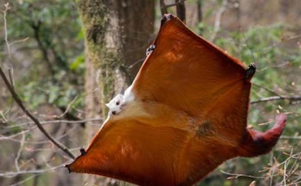 Hogyan működik egy wingsuit (wingsuit) Hogyan működik egy wingsuit