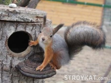Hogyan készítsünk egy madáretető számára mókusok kezüket alapon, udvar, kert, hétvégi ház