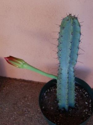 Cactus Cereus (cereus) erőműtípuson fotót virágok és otthoni gondozást