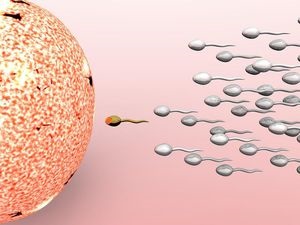 hogyan lehet növelni a spermiumok számát az erekció során