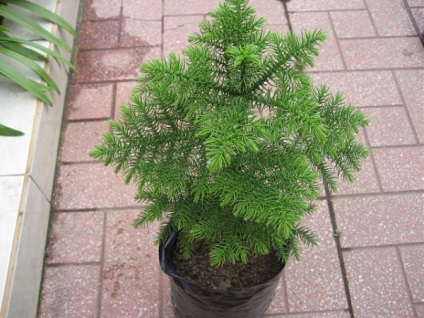 Hogyan törődik Araucaria otthon, tippek, videók (Araucaria otthon) Hogyan törődik Araucaria otthon, tippek, videók