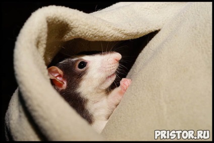 Hogyan törődik hazai patkány - a titkait kezelés és karbantartás