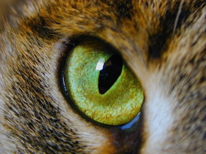 Hogyan látja a világot maga körül macskák szét jellemzői az állatok - az életem